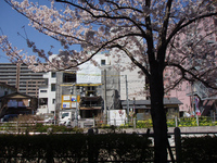サクラ1.jpg