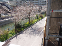 サクラ4.jpg